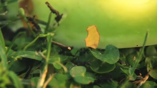 Video Reference: Nature, Leaf, Plant, Butterfly, Flower, Grass, Adaptation, Insect