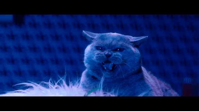 Video Reference: Cat, Felidae, Blue, Whiskers, Snout, Small to medium-sized cats, British shorthair, Organism, Carnivore, Electric blue