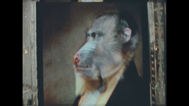 Video Reference: Snout, Organism, Animal shelter, Possum, Window, Photo caption, Jaw, Fur, Marsupial, Ear
