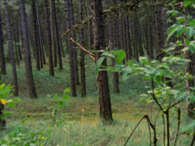 Video Reference: Forest, Woodland, Tree, Old-growth forest, Natural environment, Northern hardwood forest, Tropical and subtropical coniferous forests, Nature, Vegetation, Spruce-fir forest