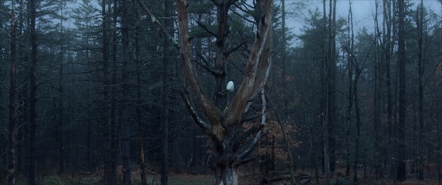 Video Reference: forest, tree, ecosystem, woodland, spruce fir forest, old growth forest, temperate coniferous forest, atmosphere, tropical and subtropical coniferous forests, grove