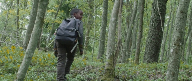 Video Reference: Forest, Woodland, Natural environment, Northern hardwood forest, Old-growth forest, Wilderness, Nature reserve, Tree, Jungle, Biome