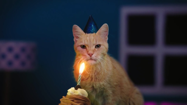 Video Reference: Cat, Whiskers, Small to medium-sized cats, Felidae, Tabby cat, Carnivore, Snout, European shorthair, Kitten, Domestic short-haired cat, Person