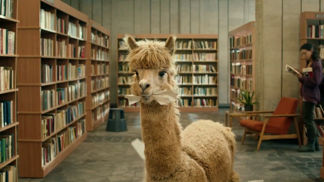Video Reference: camel like mammal, alpaca, llama, livestock