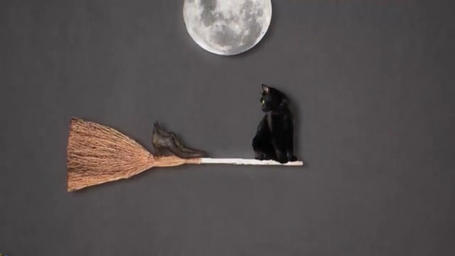 Video Reference: Cat, Black cat, Small to medium-sized cats, Felidae, Tail, Whiskers