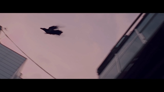 Video Reference: Sky, Black, Atmosphere, Wing, Line, Photography, Cloud, Shadow, Freestyle walking, Bird