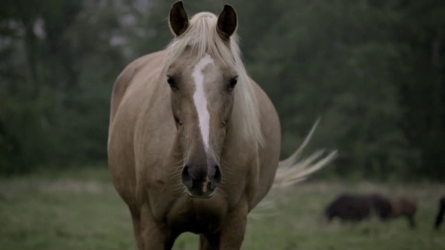 Video Reference: Mammal, Vertebrate, Horse, Hair, Mane, Terrestrial animal, Wildlife, Mustang horse, Snout, Pasture