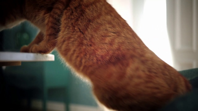 Video Reference: Cat, Nose, Felidae, Leg, Snout, Whiskers, Close-up, Tail, Small to medium-sized cats, Fawn