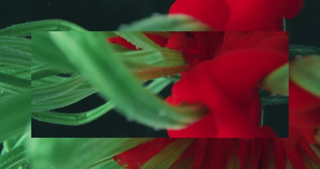 Video Reference: Green, Red, Petal, Leaf, Close-up, Pink, Flower, Macro photography, Plant, Textile