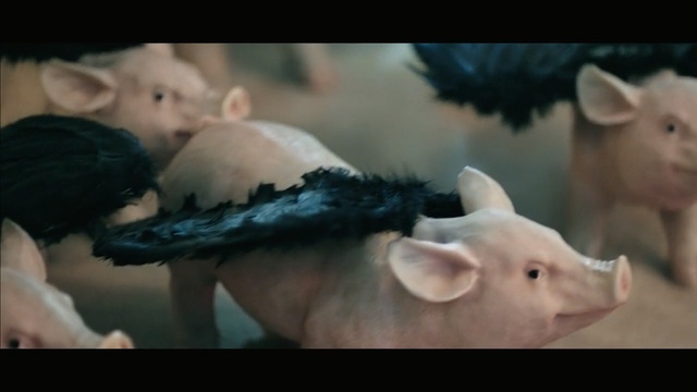 Video Reference: mammal, pig like mammal, domestic pig, fauna, pig, snout, livestock, organism