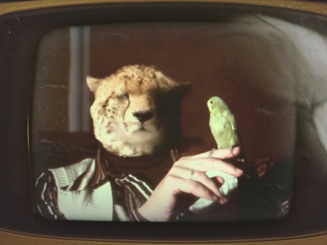 Video Reference: Television, Media, Photography, Felidae, Wildlife, Whiskers, Television set, Square, Illustration