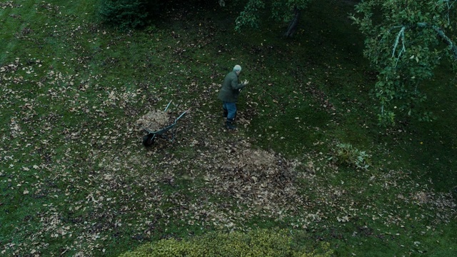 Video Reference: Grass, Vegetation, Green, Lawn, Soil, Grass, Leaf, Tree, Forest, Organism