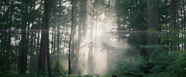 Video Reference: nature, forest, ecosystem, nature reserve, vegetation, woodland, old growth forest, tree, water, sunlight