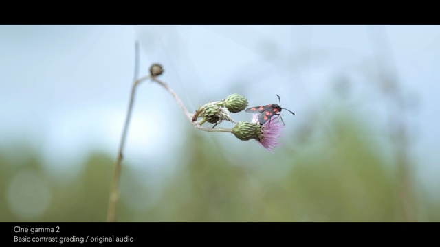 Video Reference: insect, macro photography, flora, fauna, close up, pest, membrane winged insect, twig, plant stem, plant