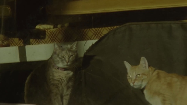 Video Reference: cat, fauna, mammal, small to medium sized cats, cat like mammal, whiskers, carnivoran, kitten