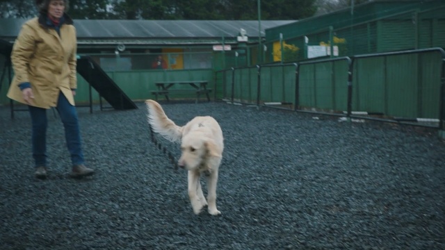 Video Reference: Mammal, Vertebrate, Dog, Canidae, Dog breed, Carnivore, Sporting Group, Livestock guardian dog, Retriever, Maremma sheepdog