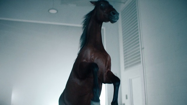 Video Reference: Horse, Mane, Snout, Stallion, Mare, Mustang horse, Art, Indoor, Dog, Standing, Looking, Black, Front, Brown, Mirror, Door, Sitting, Reflection, White, Room, Kitchen, Woman, Shirt, Blue, Man, Refrigerator, Teeth, Animal, Statue, Sculpture, Staring