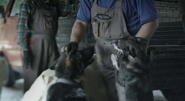 Video Reference: Dog breed, Canidae, Guard dog, Fur, Non-Sporting Group, Zookeeper