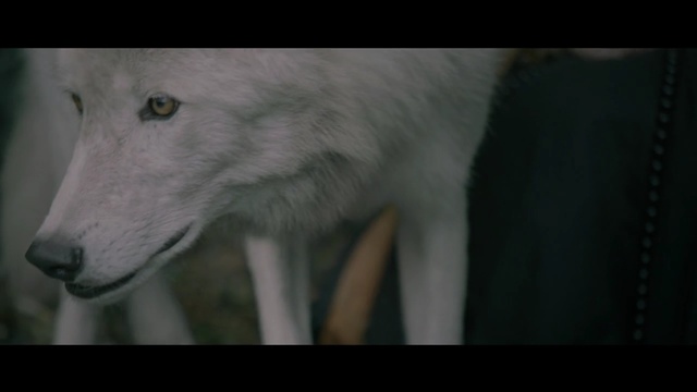 Video Reference: canine, white wolf, wolf, cat, arctic fox, fur, fox, pet, kitten, feline, mammal