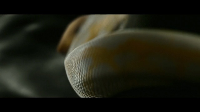 Video Reference: nature, atmosphere, macro photography, close up, photography, organism, darkness, computer wallpaper, still life photography, snail