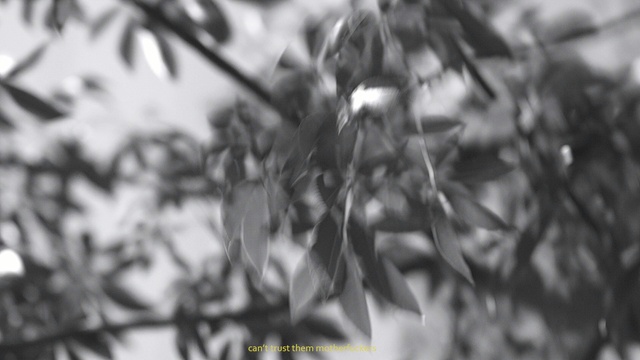Video Reference: black, black and white, branch, tree, monochrome photography, flora, plant, photography, monochrome, close up