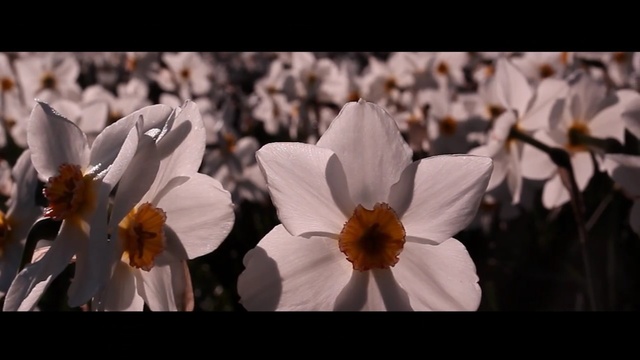 Video Reference: flower, white, flora, plant, spring, petal, flowering plant, wildflower, close up, computer wallpaper