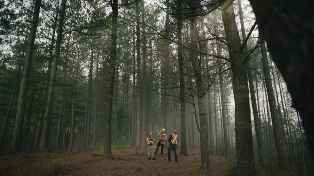 Video Reference: Forest, Woodland, Tree, Natural environment, Old-growth forest, Nature, Northern hardwood forest, Biome, Spruce-fir forest, Nature reserve, Person