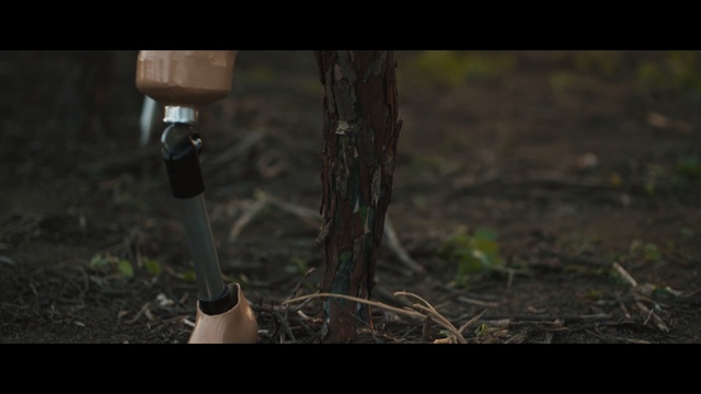 Video Reference: tree, soil, grass, screenshot, woodland, forest, darkness, sunlight, grass family, plant