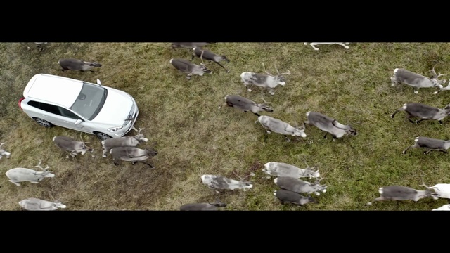 Video Reference: fauna, ecosystem, mode of transport, litter, grass, waste