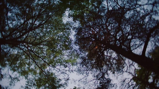 Video Reference: Tree, Nature, Sky, Branch, Vegetation, Natural environment, Woody plant, Leaf, Plant, Forest