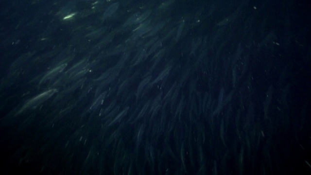 Video Reference: Black, Blue, Atmosphere, Sky, Darkness, Turquoise, Water, Space, Organism, Night