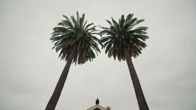 Video Reference: Tree, Palm tree, Arecales, Desert Palm, Plant, Woody plant, Borassus flabellifer, Date palm, Sky, Fruit