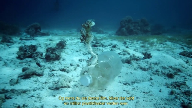 Video Reference: Underwater, Reef, Marine biology, Coral reef, Organism, Water, Fish, Sea, Coral, Ocean