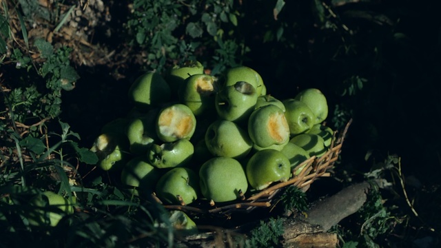 Video Reference: Plant, Still life photography, Fruit, Still life, Food, Person