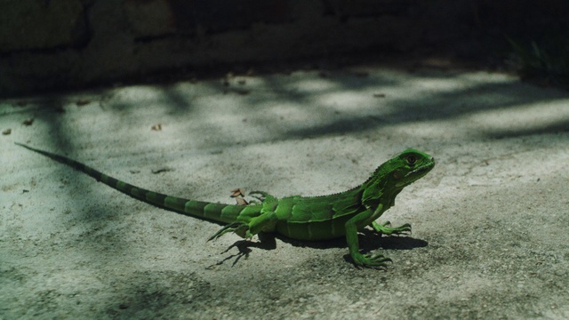 Video Reference: Vertebrate, Iguania, Reptile, Organism, Lizard, Scaled reptile, Wall lizard, Adaptation, Terrestrial plant, Terrestrial animal