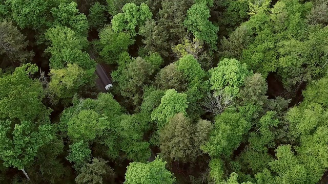 Video Reference: Vegetation, Green, Leaf vegetable, Plant, Natural environment, Biome, Kale, Forest, Cruciferous vegetables, Groundcover