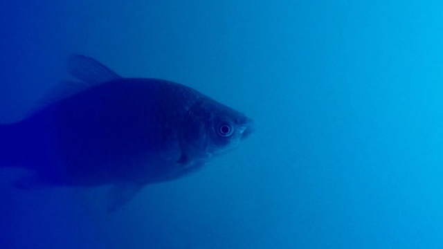 Video Reference: Fish, Underwater, Fish, Marine biology, Fin, Organism, Water, Bony-fish, Electric blue, Sea