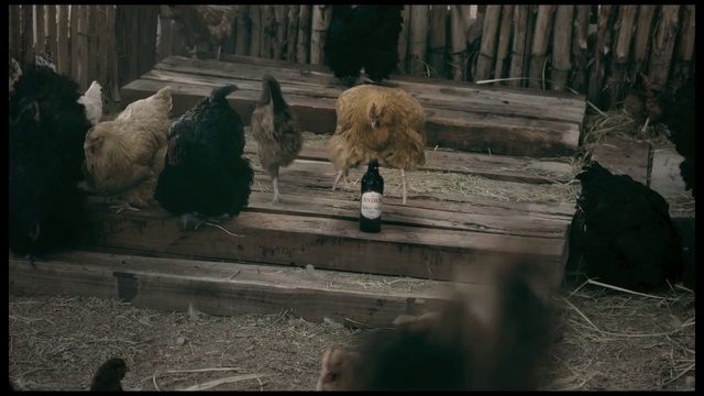 Video Reference: Flightless bird, Zoo, Adaptation, Screenshot, Ratite, Livestock