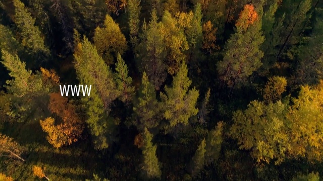 Video Reference: Nature, Tree, Vegetation, Leaf, Biome, Temperate broadleaf and mixed forest, Natural landscape, Natural environment, Autumn, Forest