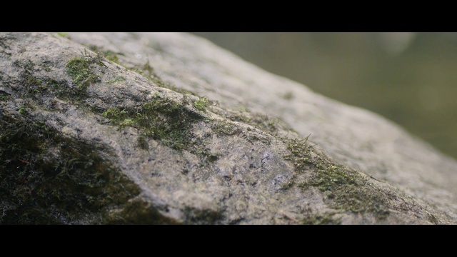 Video Reference: Nature, Rock, Green, Close-up, Water, Leaf, Geology, Sky, Organism, Photography