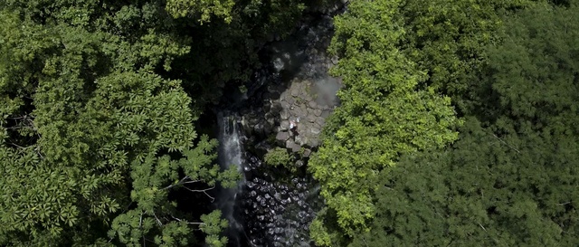 Video Reference: Vegetation, Nature, Nature reserve, Water, Green, Water resources, Natural landscape, Forest, Jungle, Natural environment