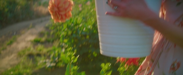 Video Reference: nature, green, leaf, ecosystem, grass, flora, plant, spring, flower, grass family