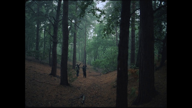 Video Reference: Forest, Woodland, Tree, Nature, Natural environment, Old-growth forest, Spruce-fir forest, Northern hardwood forest, Tropical and subtropical coniferous forests, Biome