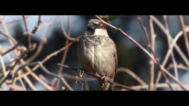 Video Reference: Bird, Beak, Branch, Twig, Perching bird, Wren, Sparrow, Wildlife, Organism, Finch