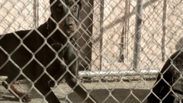 Video Reference: Animal shelter, Net, Zoo, Chain-link fencing, Cage, Service, Wire fencing, Mesh