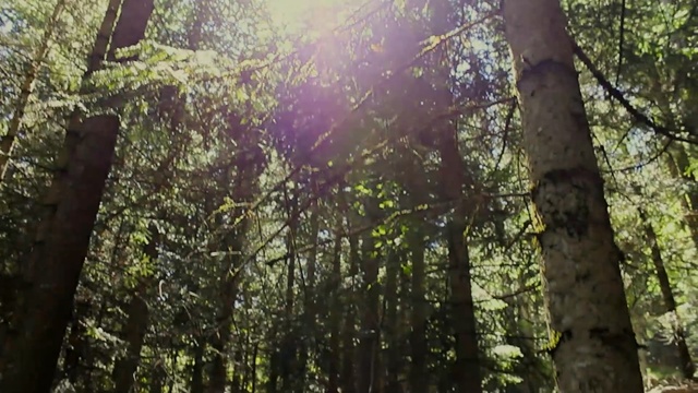 Video Reference: Tree, Forest, Nature, Woodland, Old-growth forest, Natural environment, Vegetation, Jungle, Northern hardwood forest, Nature reserve