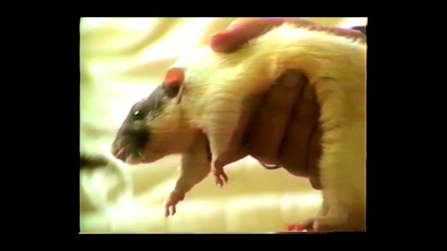Video Reference: fauna, mammal, rat, mouth, organism, muridae, rodent, snout, gerbil, muroidea