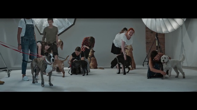 Video Reference: Mammal, Vertebrate, Dog breed, Conformation show, Canidae, Dog, Carnivore, Sporting Group, Fun, Dog walking, Person