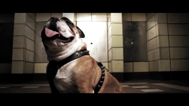 Video Reference: dog, dog like mammal, mammal, vertebrate, dog breed, snout, boston terrier, carnivoran, bulldog, non sporting group, Person