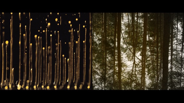 Video Reference: nature, darkness, light, tree, night, atmosphere, lighting, sunlight, biome, grass
